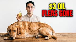 This Forgotten $3 Oil Kills Fleas PERMANENTLY, Vet Industry Has Been Hiding It Since 1974