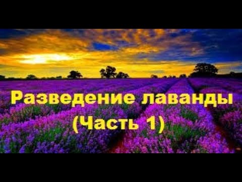 ЛАВАНДА - РАЗМНОЖЕНИЕ (часть 1)