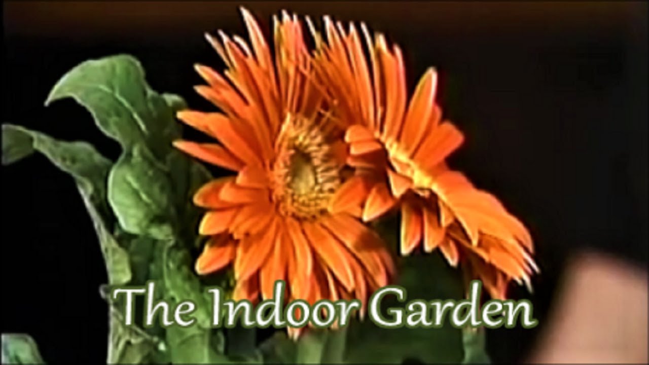 Gerber Daisy Care Instructions & Advice on Fertilizing a Houseplant