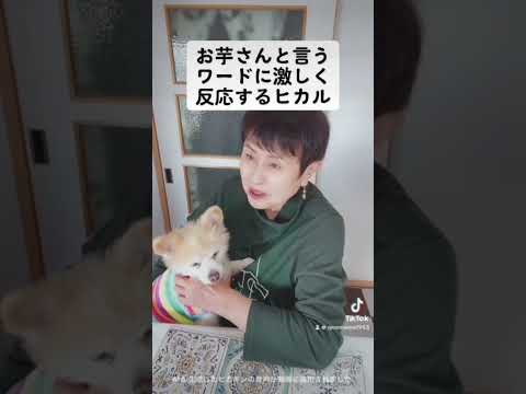 ヒカルにお芋さんを食べさせたい