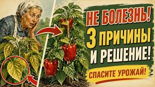 Желтеют листья у перца? Главный миф садоводов: это НЕ болезнь! (Смотрите, как легко спасти урожай)