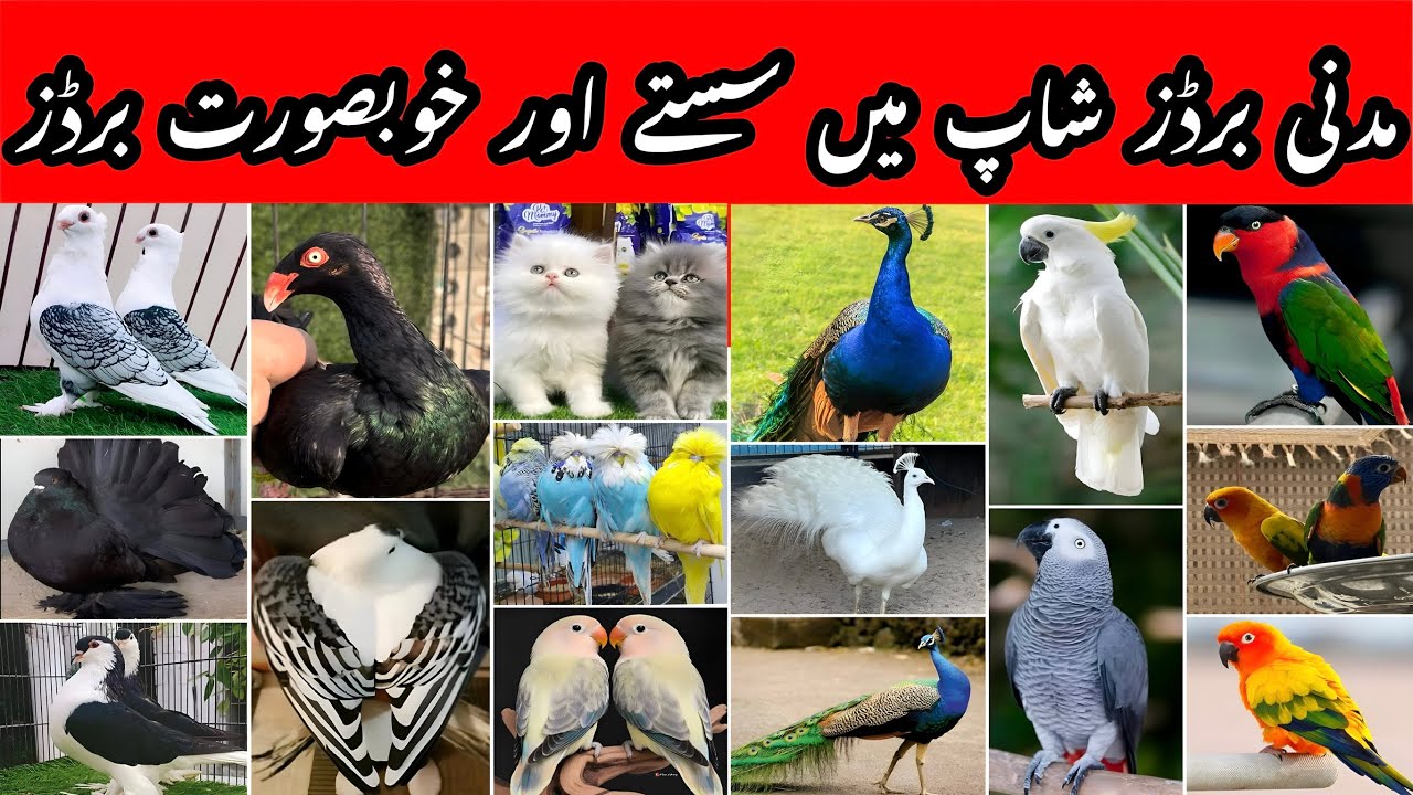 Madni Birds Shop Rashedabad Big Sale | Peacock, fancy pigeons Offers.