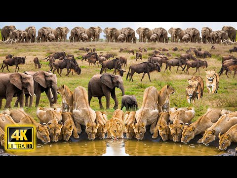 4K African Wildlife: Mamili National Park, Namibia