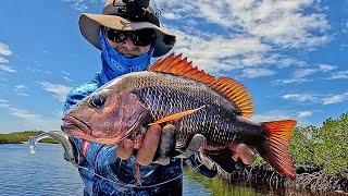 Catching The King Of The Mangroves! | Plus, Mud Crab Catch & Cook!