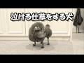 病み上がりの犬を散髪したら泣ける仕草を連発しました涙