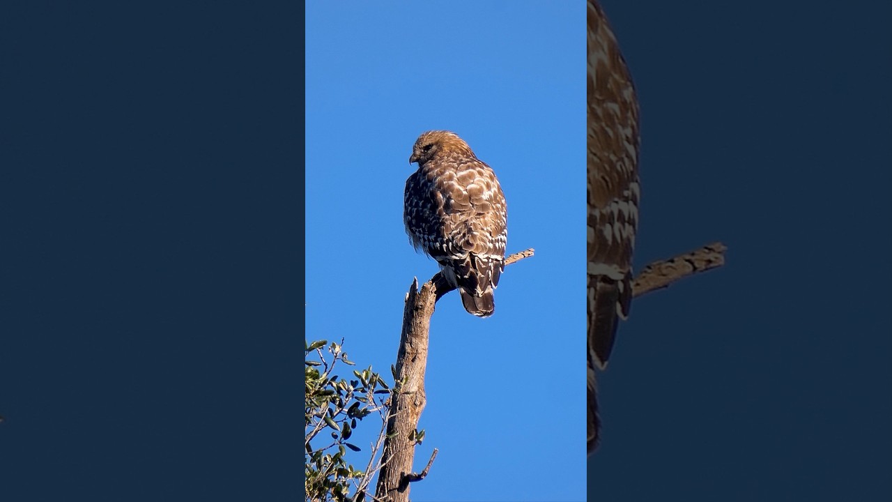 Red-shouldered Hawk 🐦Morning Fluff Up 