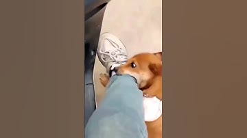 Asynchronous vs Synchronous function #javascript #java #programming #asyncawait #synchronous #coding