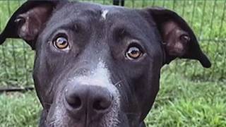 Pet for adoption: Meet Dutton