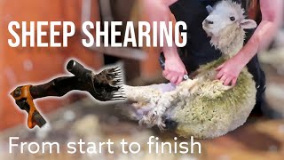 New Zealand Sheep Shearing Demonstration | From start to finish