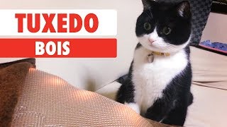 Tuxedo Bois | The Pet Collective