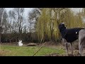 Whippet vs rabbit! There can only be one の動画、YouTube動画。