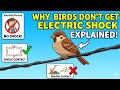 Why Birds Sitting on Power Lines Don’t Get Shocked