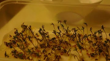 Cress Timelapse