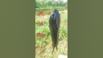Câu Cá Thiên Nhiên _ Cá Rô Đồng #shorts #subscribe