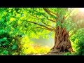 🌱 Meditação da Árvore da Vida - Meditação Guiada  🍃