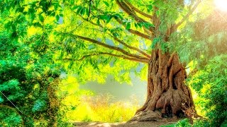 🌱 Meditação da Árvore da Vida - Meditação Guiada  🍃