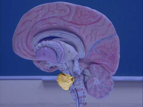 Cerveau humain 6