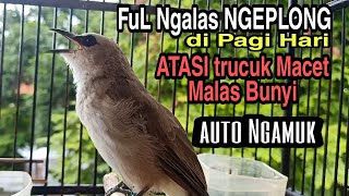 pancingan trucukan gacor NGALAS NGEPLONG di pagi hari atasi trucuk macet/malas Bunyi auto Gacor