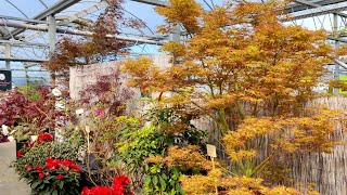 Japanese Maples - Spring '22 -  Big Showroom Trees at Baumschule Hachmann (Nursery)