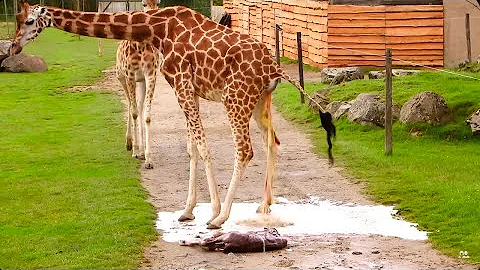 Comment naissent les girafes ?