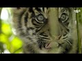 TIGERUNGERNE ER PÅ SPIL OG DE ER VILDT NUTTEDE | SUMATRA-TIGERUNGER SPECIAL | AALBORG ZOO VLOG 02