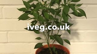 How To Grow Chilis For Free