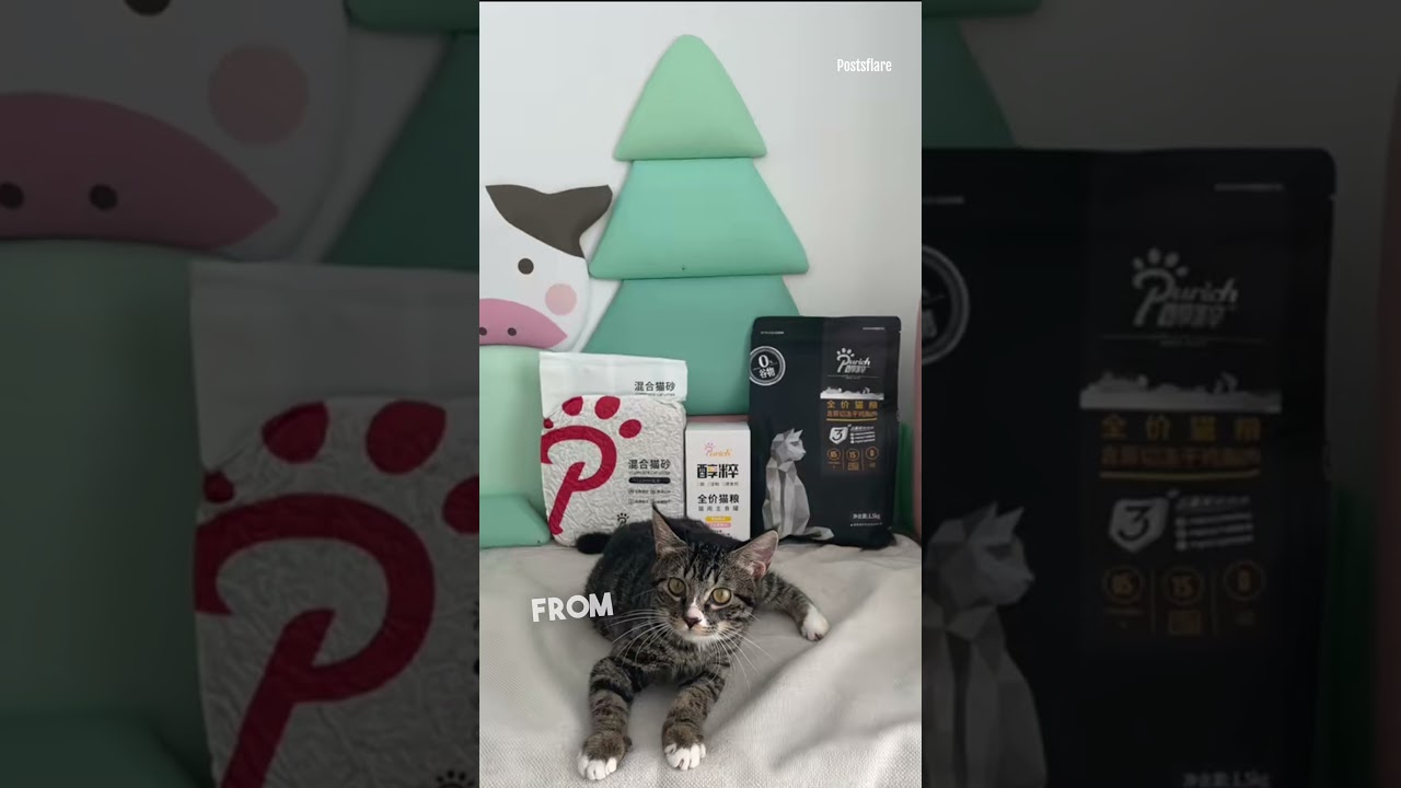 The Cat's Path to Recovery