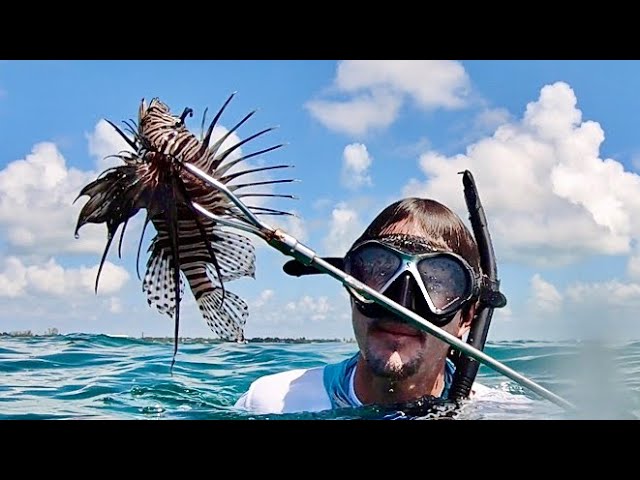 VENOMOUS LIONFISH and Spiny Lobster - Catch Clean and Cook