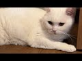 🔴Cat Live🇯🇵寝顔配信😴May 12, 2026 #live #cat #scottishfold #猫 #قطة #кот #kucing #बिल्ली #gato #고양이