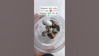 Tips receh mengupas telur puyuh #tips #tipsandtrick #tipsdantrik #mengupas #telurpuyuh #telurrebus