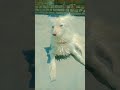 #funny #comedy #unfrezzmyaccount #entertainment