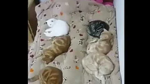 Watch the video about Cat Series