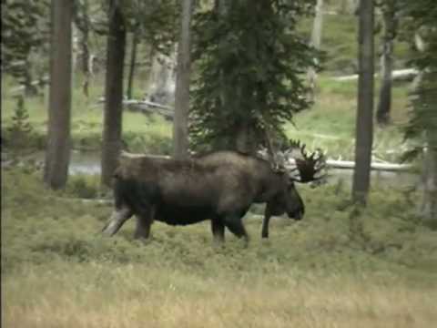 habitat de las aves The Habitat of Moose