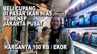 BELI IKAN CUPANG HALFMOON DI PASAR IKAN HIAS SUMENEP JAKARTA PUSAT