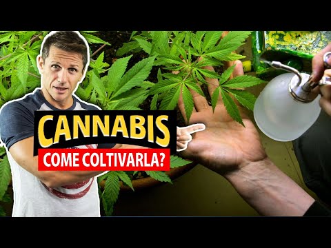 Video: Perché il mio giglio di cannabis non fiorisce: motivi per non fiorire su una pianta di cannabis