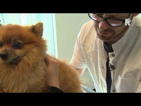 Video: Borsttumoren bij honden