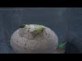 Dinosaur eggs toy 恐竜タマゴ