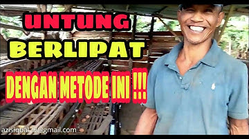 LUAR BIASA !!! Ternak Ayam Petelur diatas Kolam Ikan