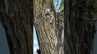 European Starling Nest