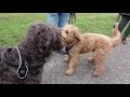 When 3 Labradoodles Dogs Meet!!! This Is The True Story Of What Happened. Bowie Labradoodle