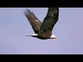 Las águilas: los pájaros del aire | El Mundo Today 24H