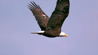 Las águilas: los pájaros del aire | El Mundo Today 24H
