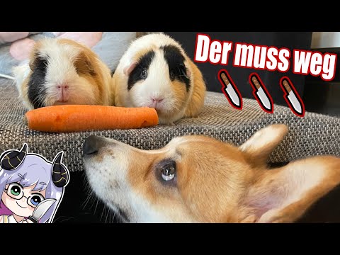 🔪 The guinea pigs want to get rid of the dog 🔪
