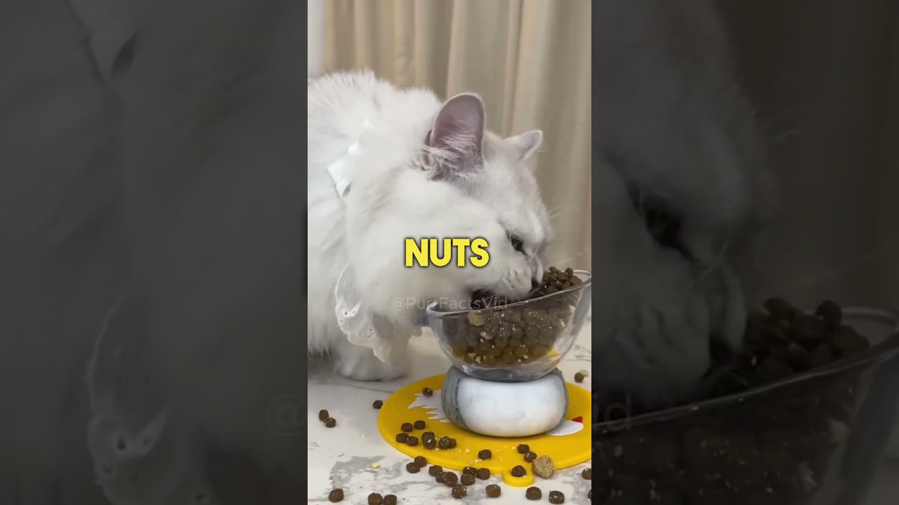  Don T Feed These Human Foods To Your Cats Facts