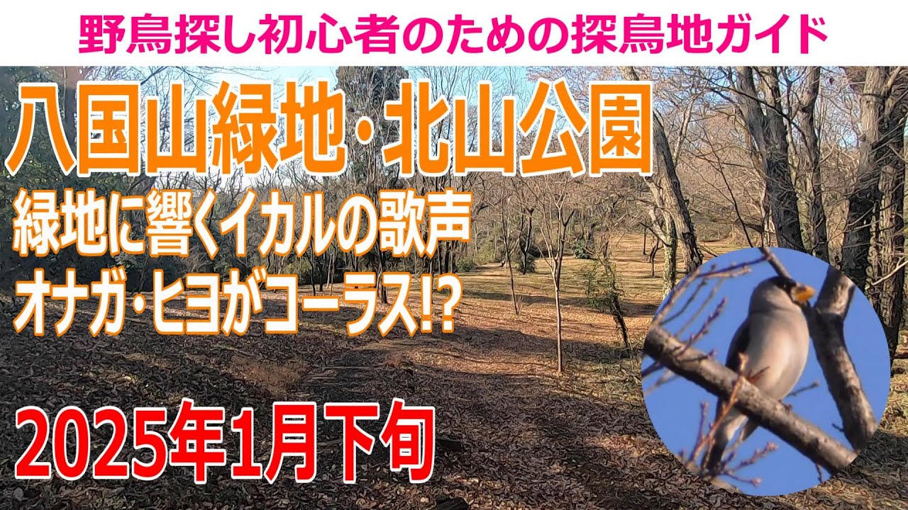 八国山緑地・北山公園(東京都)の探鳥地レポートです　緑地に響くイカルの歌声、オナガ・ヒヨがコーラス!?　2025年1月下旬