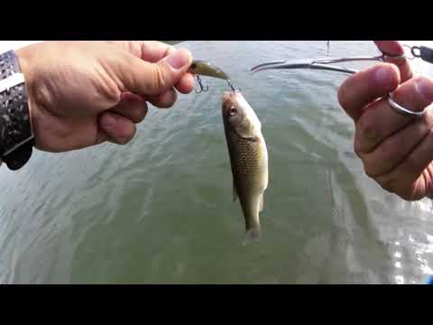 # 4. chub fishing, ловля голавля, სპორტული თევზჭერა ხელნაკეთ ვობლერებზე - ნაწილი 4 .....