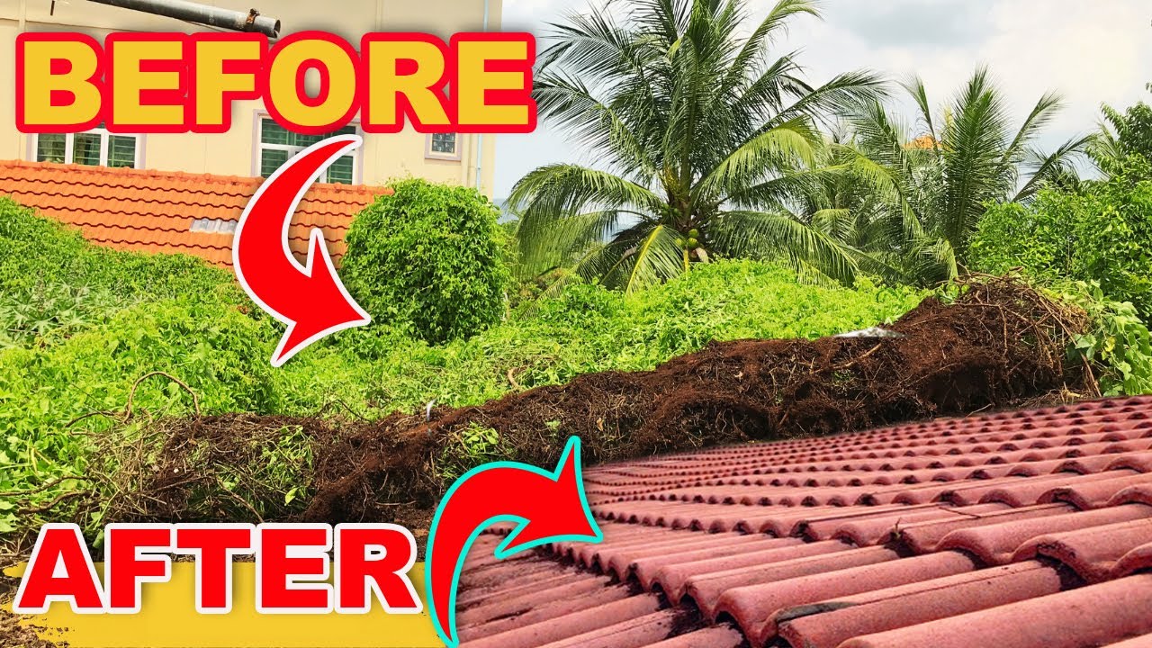 Satisfying Completed Transformation-an ABANDONED ROOFTOP Overgrown with Vines