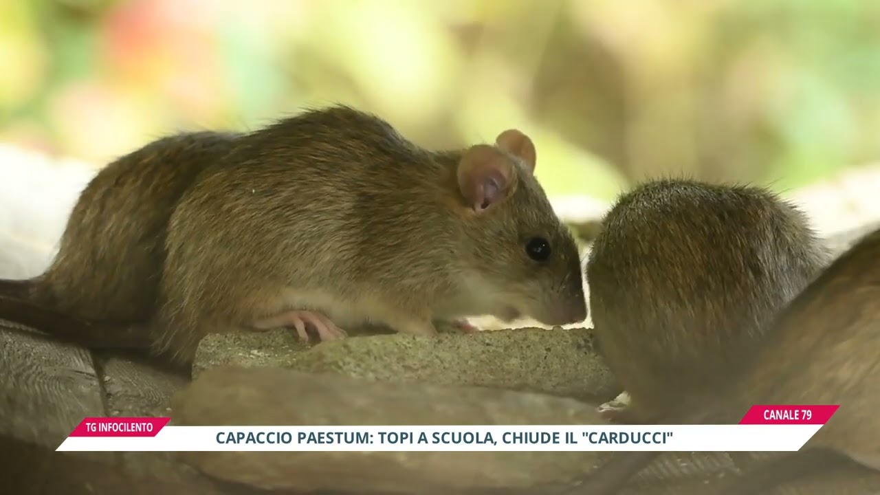Capaccio Paestum, chiusa scuola dell'infanzia per roditori