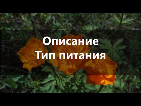 Описание и Тип Питания КУПАЛЬНИЦЫ Азиатской