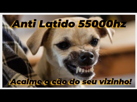 Vídeo: Como evitar que o seu cão fuja da porta da frente